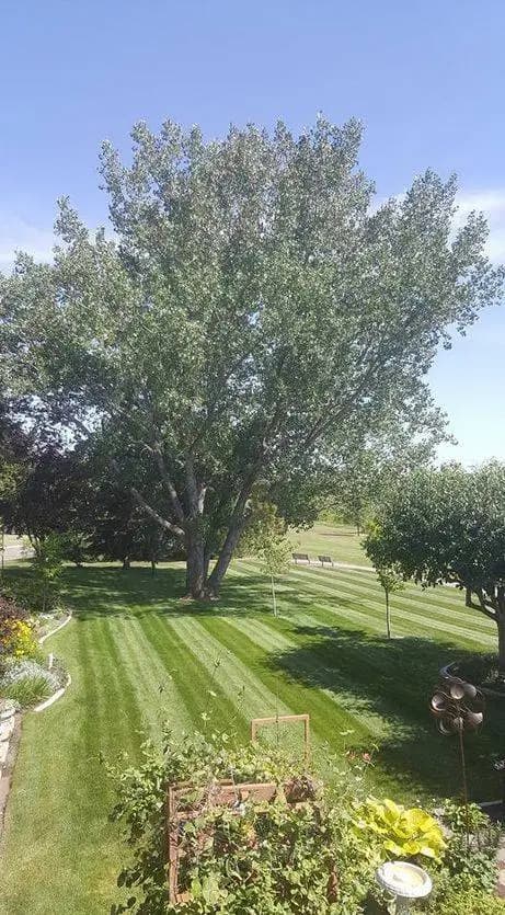 Professional lawn care service